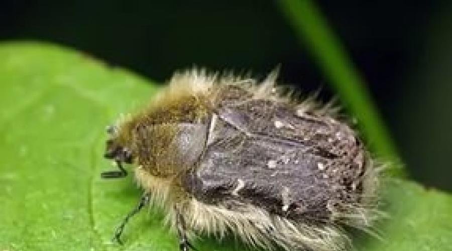 Как спасти клубнику от личинок. Клубнику едят личинки майского жука, что делать? Опасные заболевания клубники