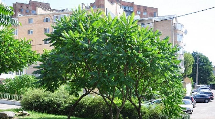 Сумах или уксусное дерево описание. Уксусное дерево (сумах) – эффектное растение для Вашего сада
