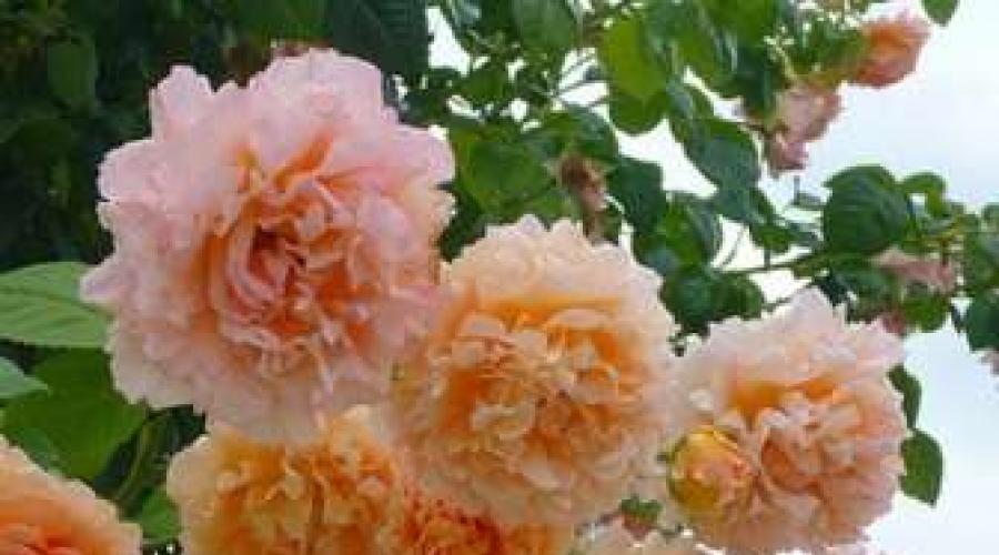 Роза плетистая полька описание. Как вырастить розу Польку на даче? Описание