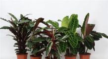 Необычные декоративно-лиственные растения для дома Декоративное комнатное растение