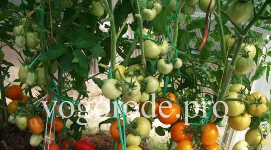 Советы по выращиванию томатов в теплице. Выращивание помидор в теплице: томаты как вырастить, уход и видео правильное, Де Барао и секреты в парнике