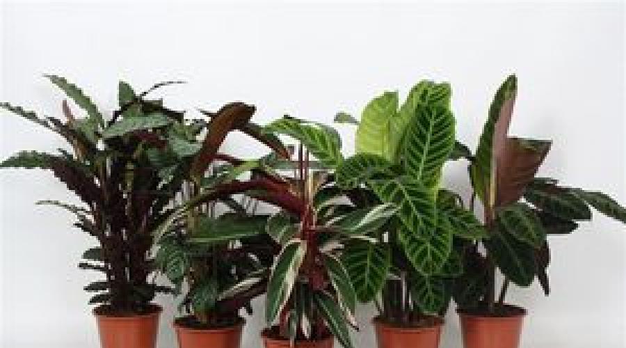 Декоративно-лиственные комнатные растения. Необычные декоративно-лиственные растения для дома Декоративное комнатное растение