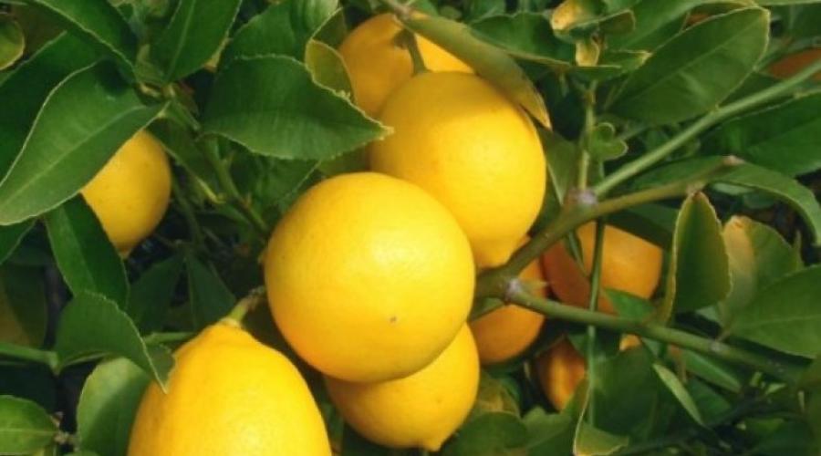 Комнатный лимон: советы по уходу и выращиванию в домашних условиях. Выращивание лимона в домашних условиях Сорта лимонов с описанием